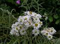 Linear-Leaf Pearly Everlasting